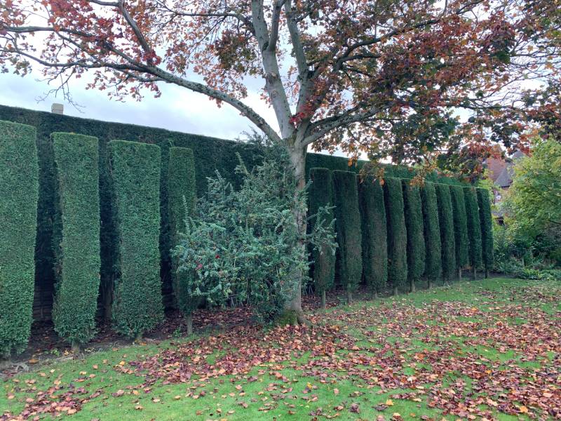 conifer trimming arborcare tree surgery